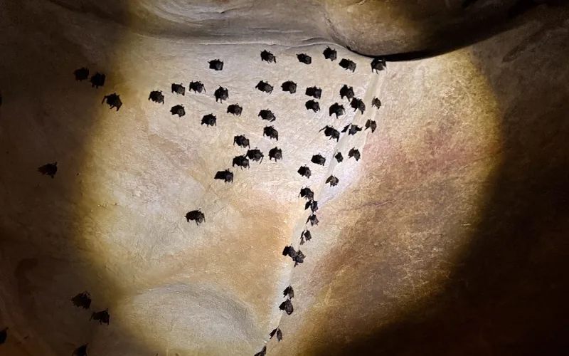 Colony of small bats hanging from the limestone ceiling in the dark section of Chiang Dao Cave.