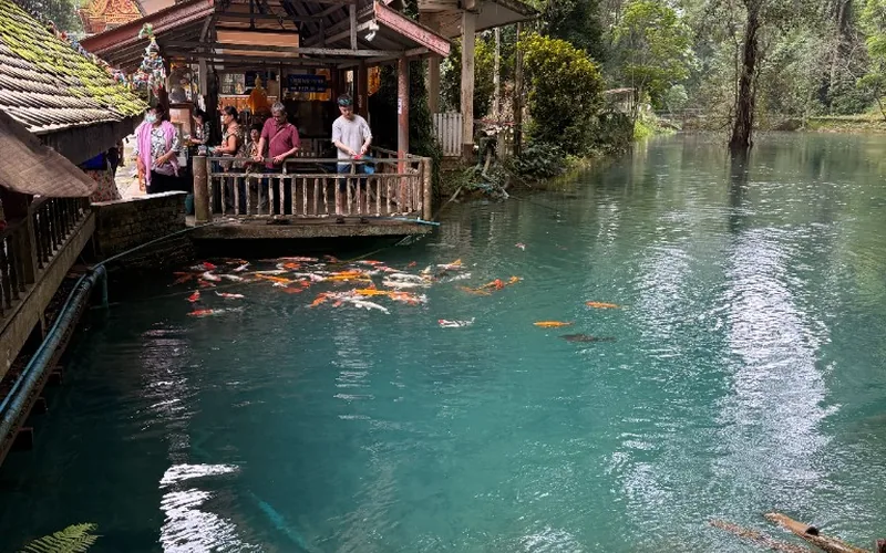 Clear turquoise pond with colourful koi beside a wooden pavilion outside Chiang Dao Cave.