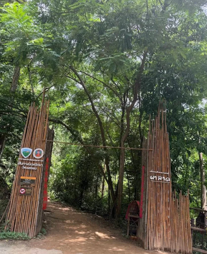 Bamboo gateway marking the Monk’s Trail trailhead entrance into forest.