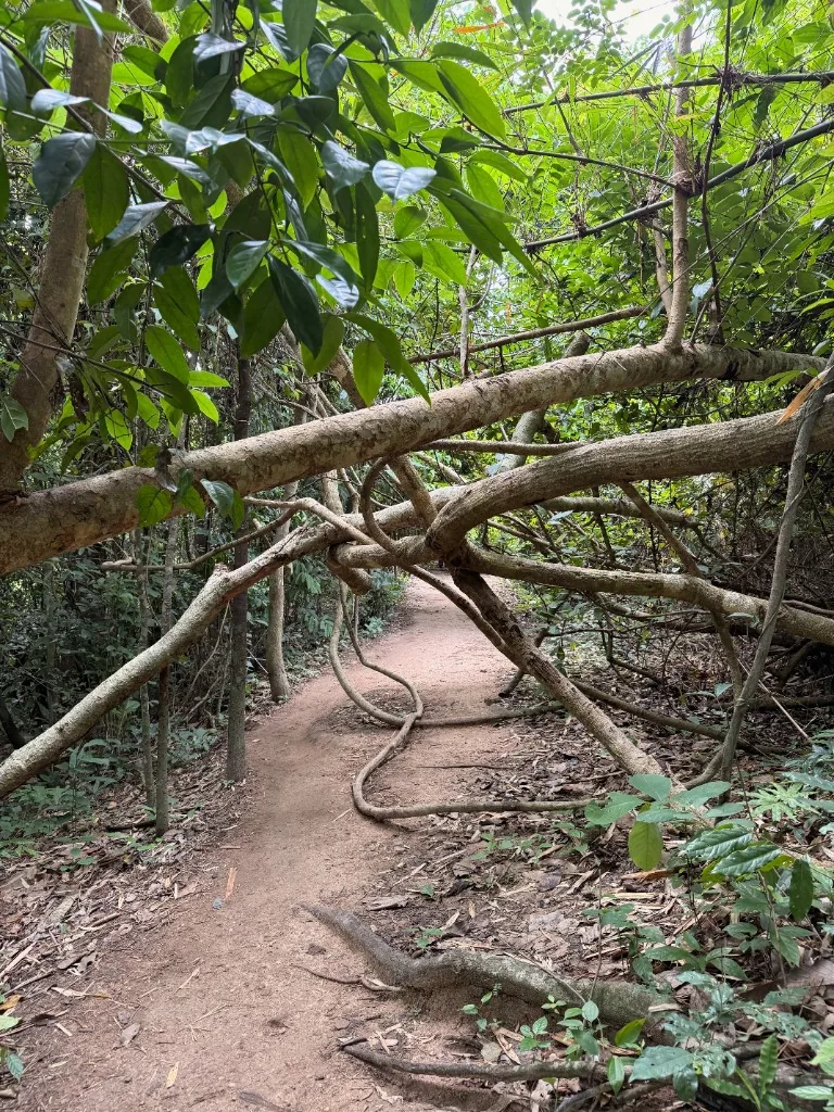 Dirt forest path on Monk’s Trail with overhanging branches and vines across the route.