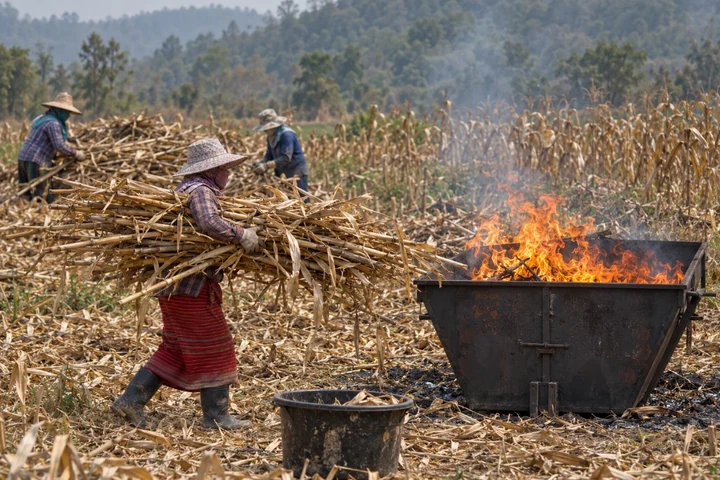 Farm workers in northern Thailand carrying dry crop residue toward a burning container in a harvested field